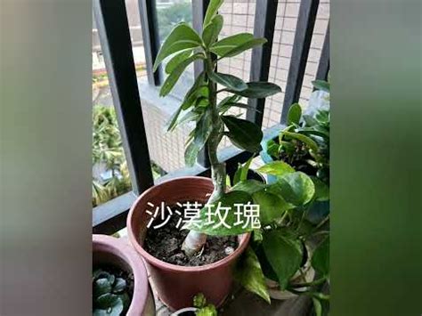 西曬陽台 植物|【西曬陽台 植物】在西曬陽台上也能生機勃勃！15 種。